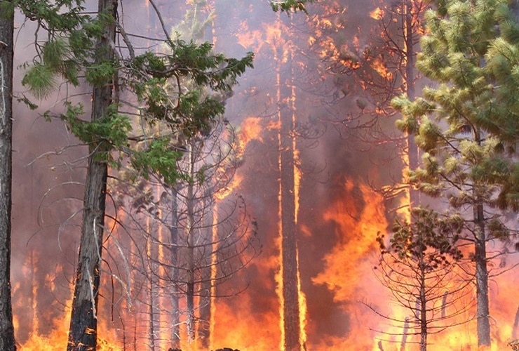 Disaster Preparedness: Bushfire
